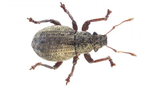 Réf. 247 998 : Strophosoma capitatum
